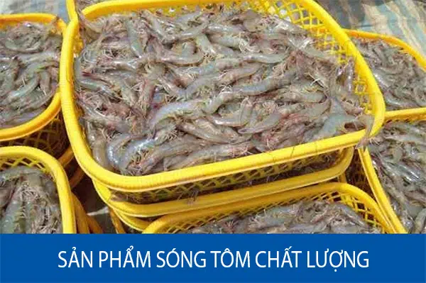 song tom chat luong