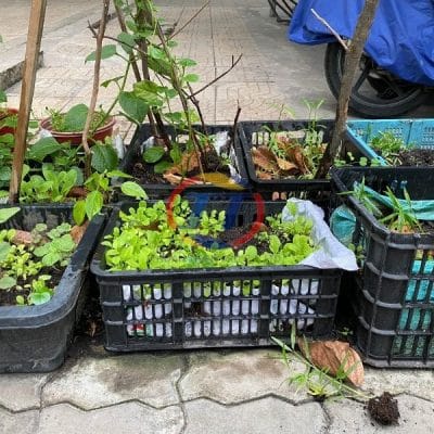 thùng nhựa trồng rau các loại
