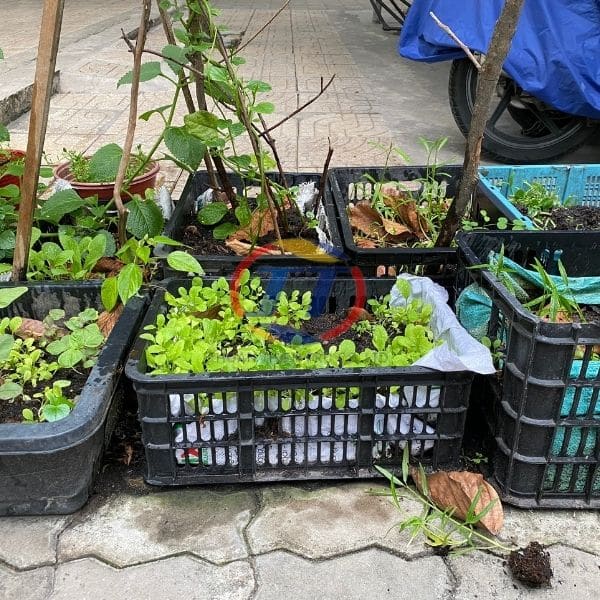 thùng nhựa trồng rau